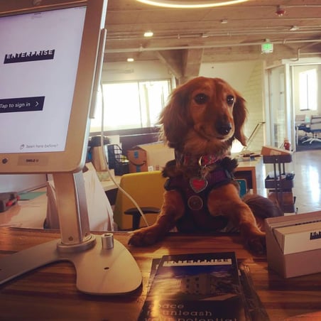 coworking dog
